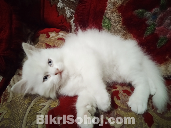 Persian cat